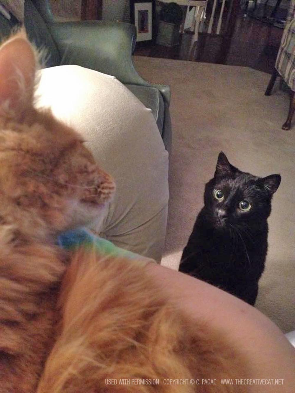 orange cat and black cat