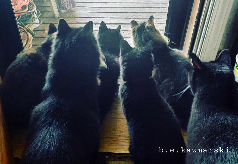 Six cats staring at a squirrel.