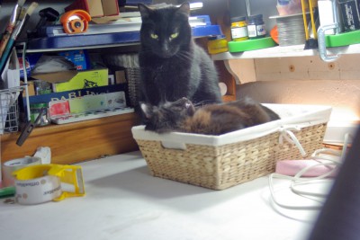 black kitten and black cat