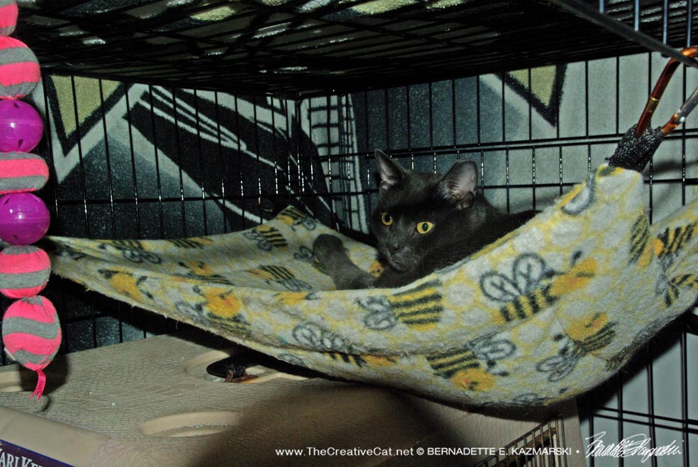 Smokey in his hammock when I opened the door and gave him a treat.