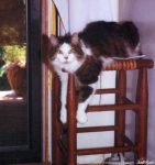 tabby and white cat dangling paws on stool