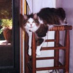 tabby and white cat dangling paws on stool