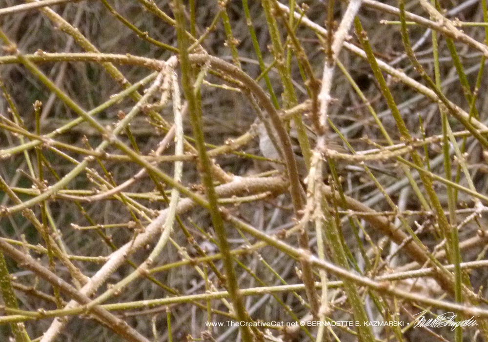The song sparrow in the forsythia (it really did sing as Cookie and I sat there).