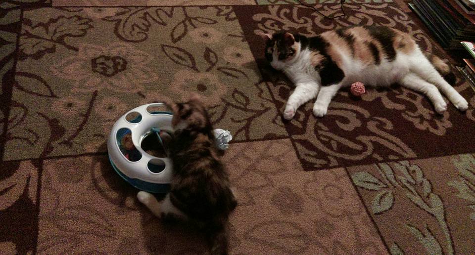 Lucy watches Charlie play with the original track ball.