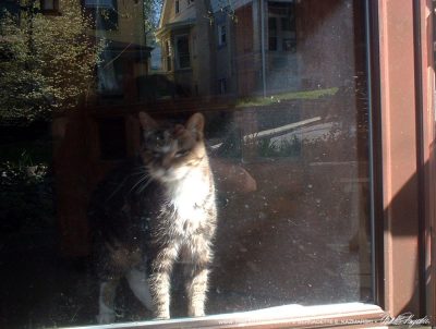tabby cat at door