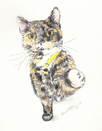 pencil portrait of cat