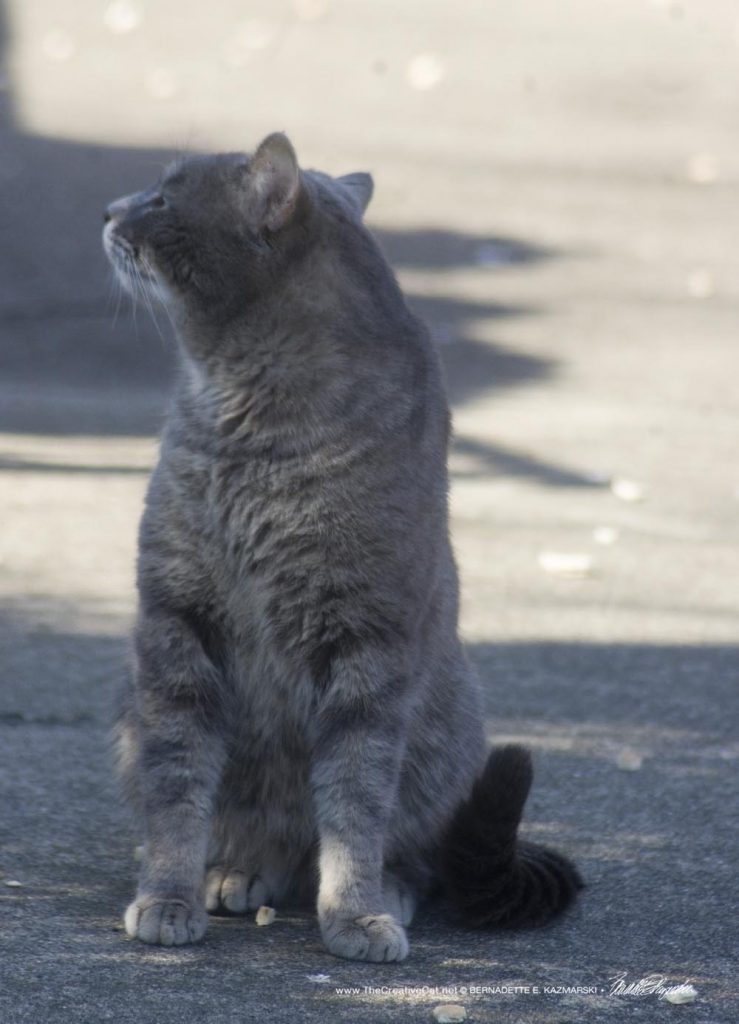 gray tabby cat on sidewalk