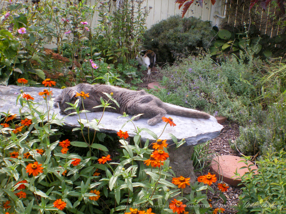 The stone bench in Judi's garden with Houdini napping.