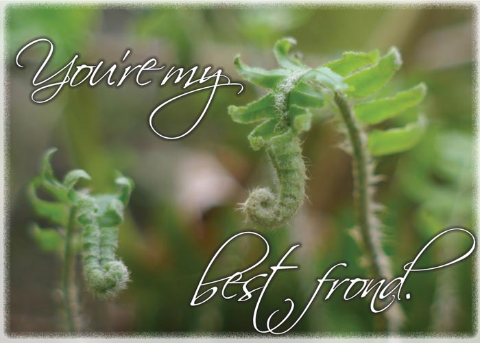 two young ferns