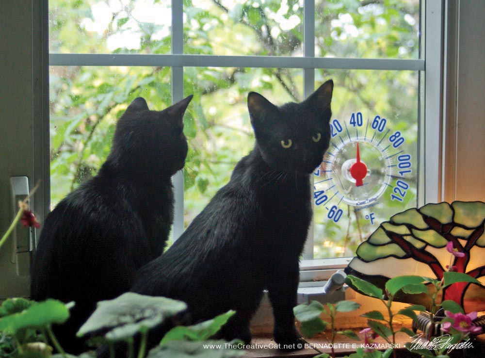 Jelly Bean and Giuseppe at the window.