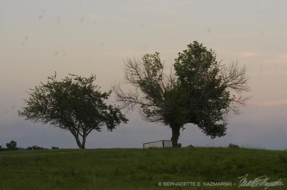 two apple trees at dusk