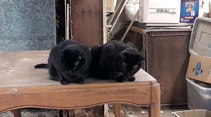two black cats on table