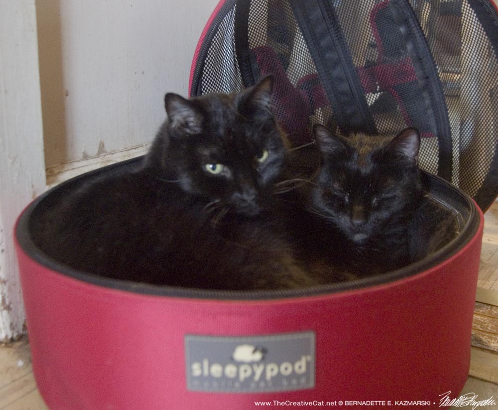 two black cats in sleepypod