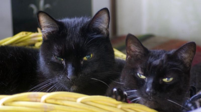 two black cats in yellow basket
