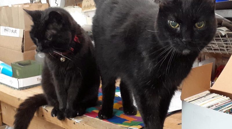 two black cats on workbench