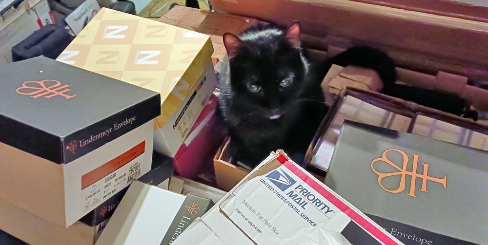 black cat with boxes