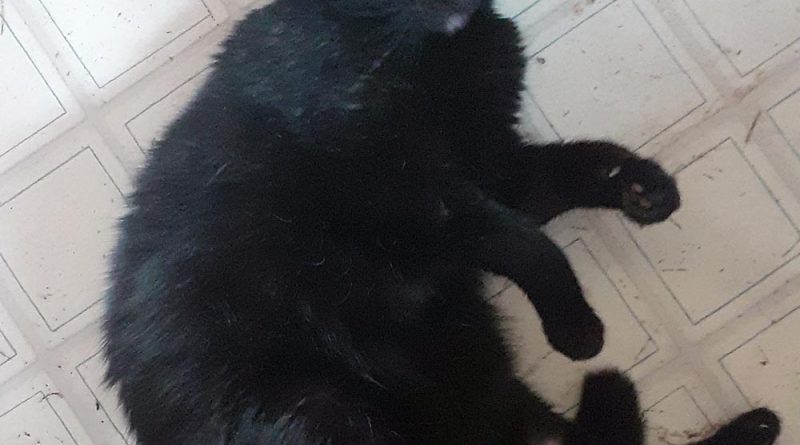 black cat on floor