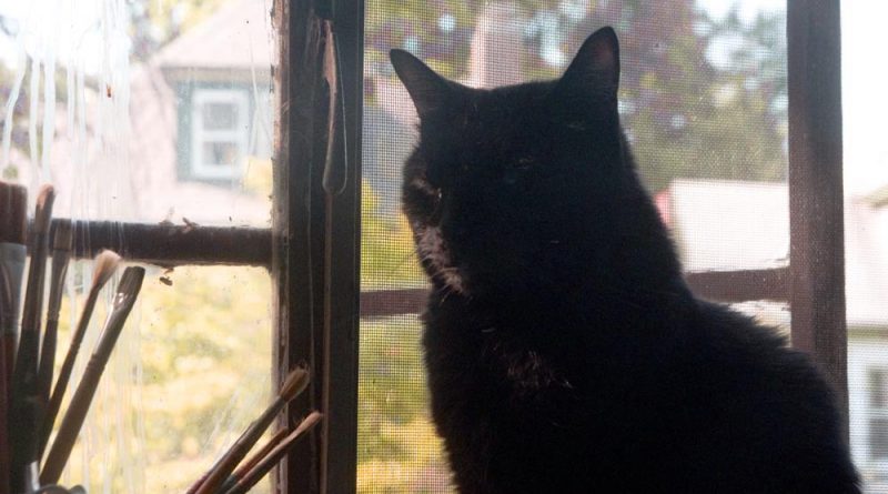 black cat at window