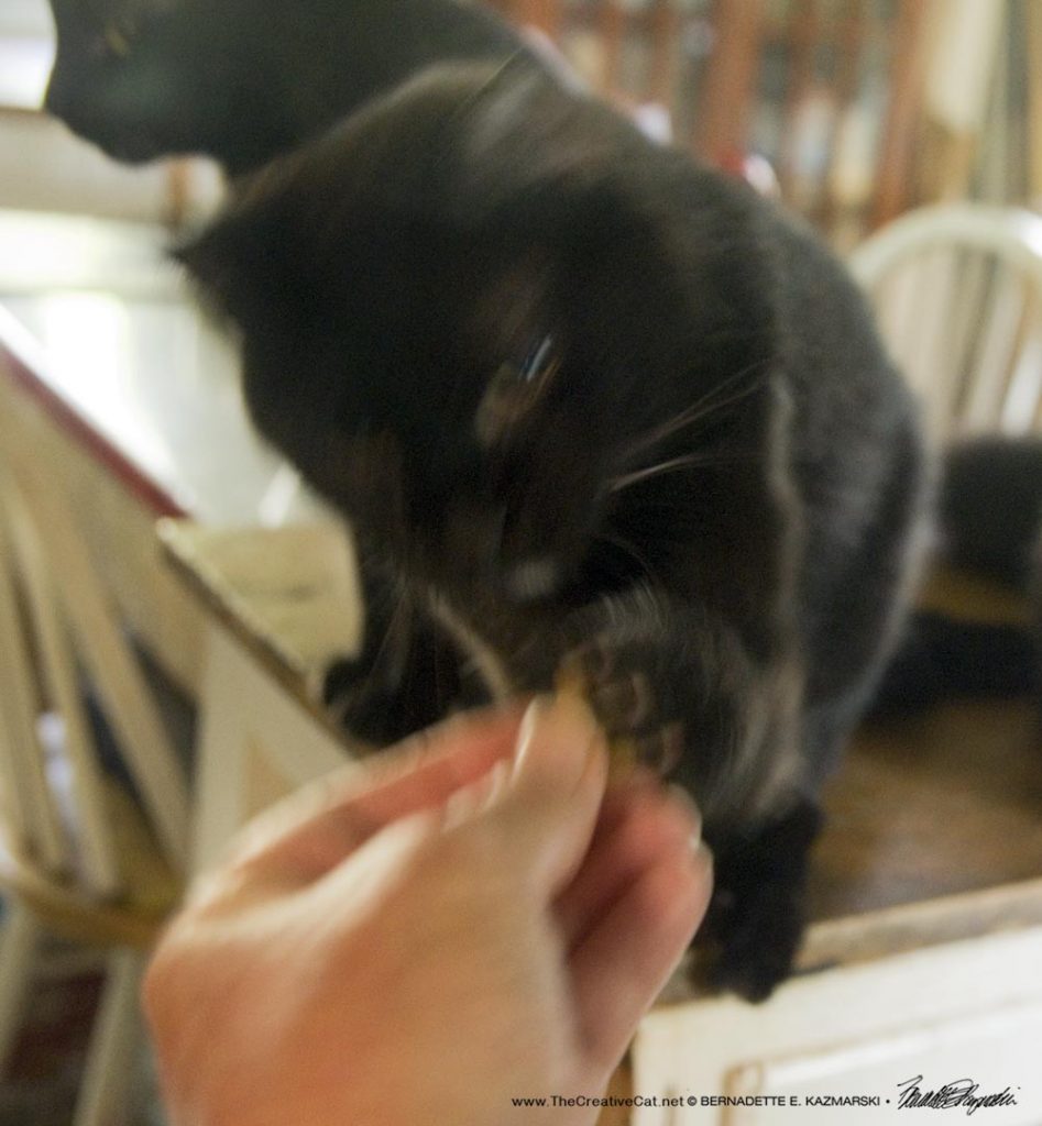 black cat getting treat