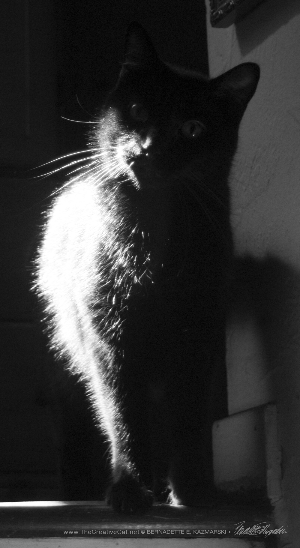 balck cat in black and white