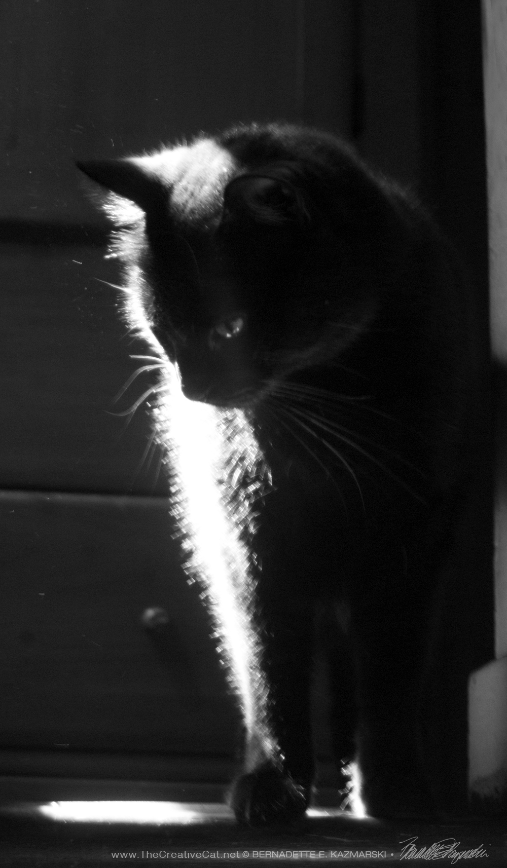 black cat in black and white