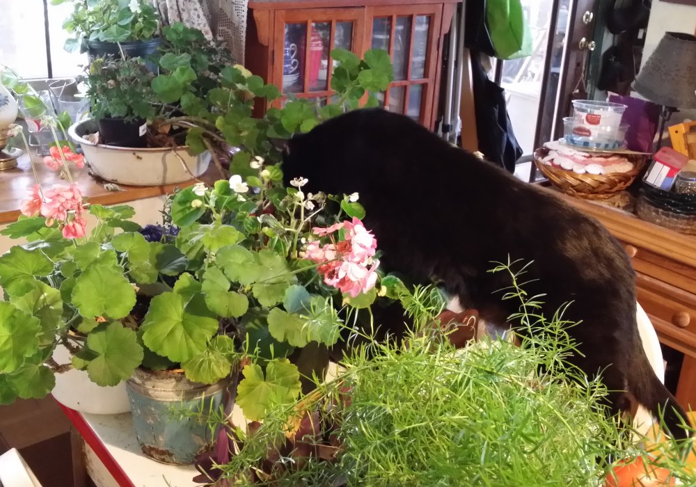 black cat in plants