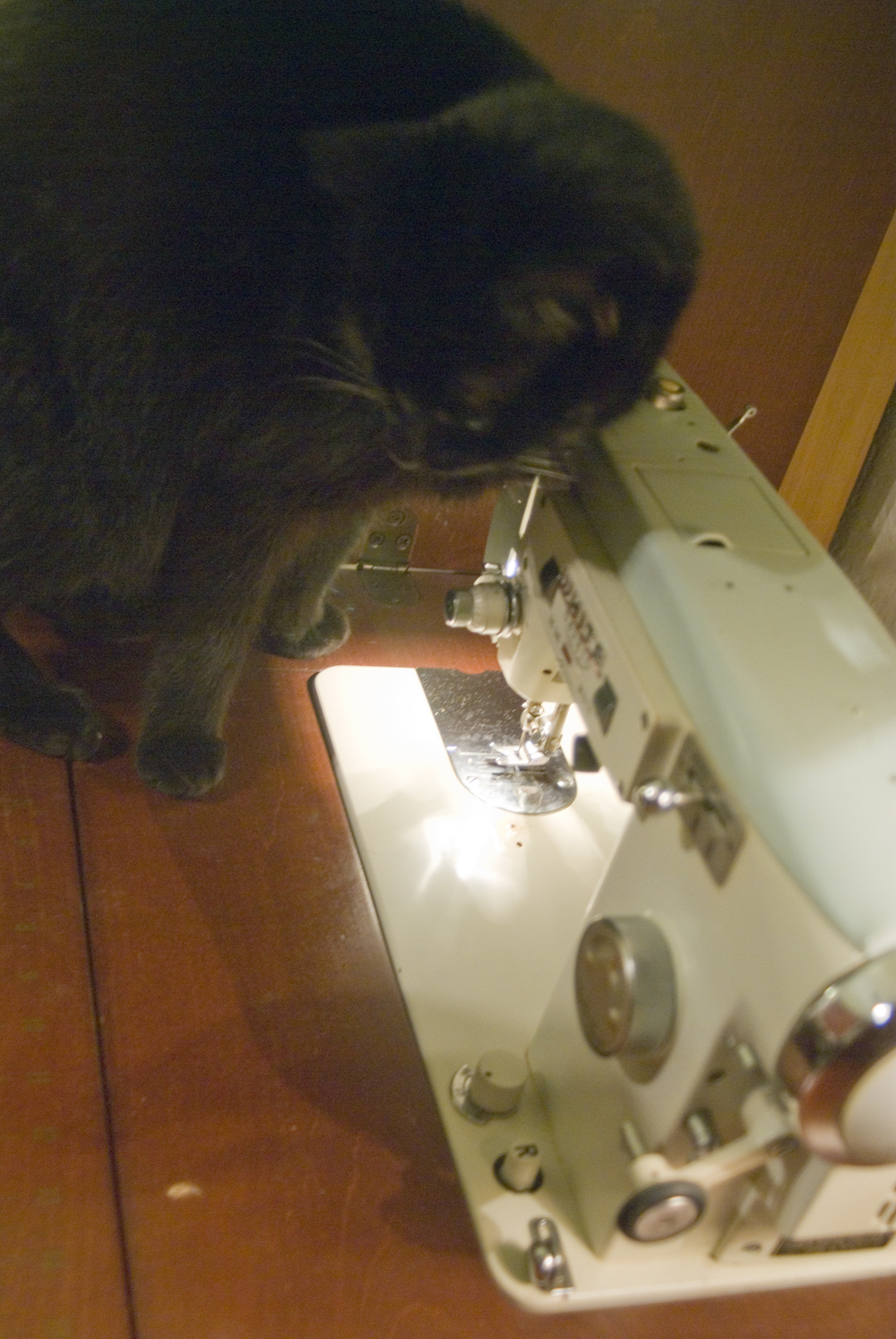 black cat with sewing machine