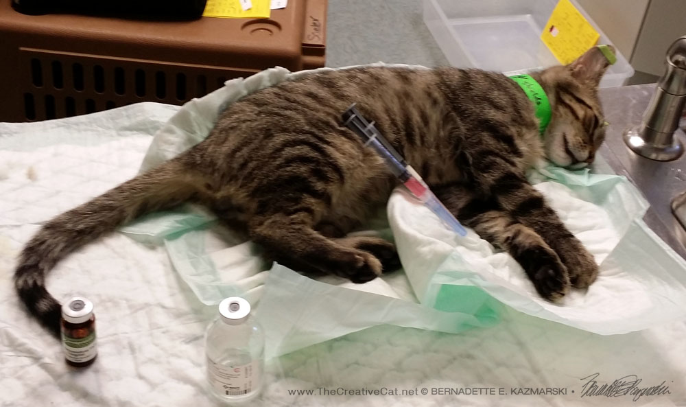 A young cat in surgery prep for his neutering--the green collar indicates he is a pet, not a feral cat, and the green tape on his ears remind the staff that he is not to be ear-tipped.