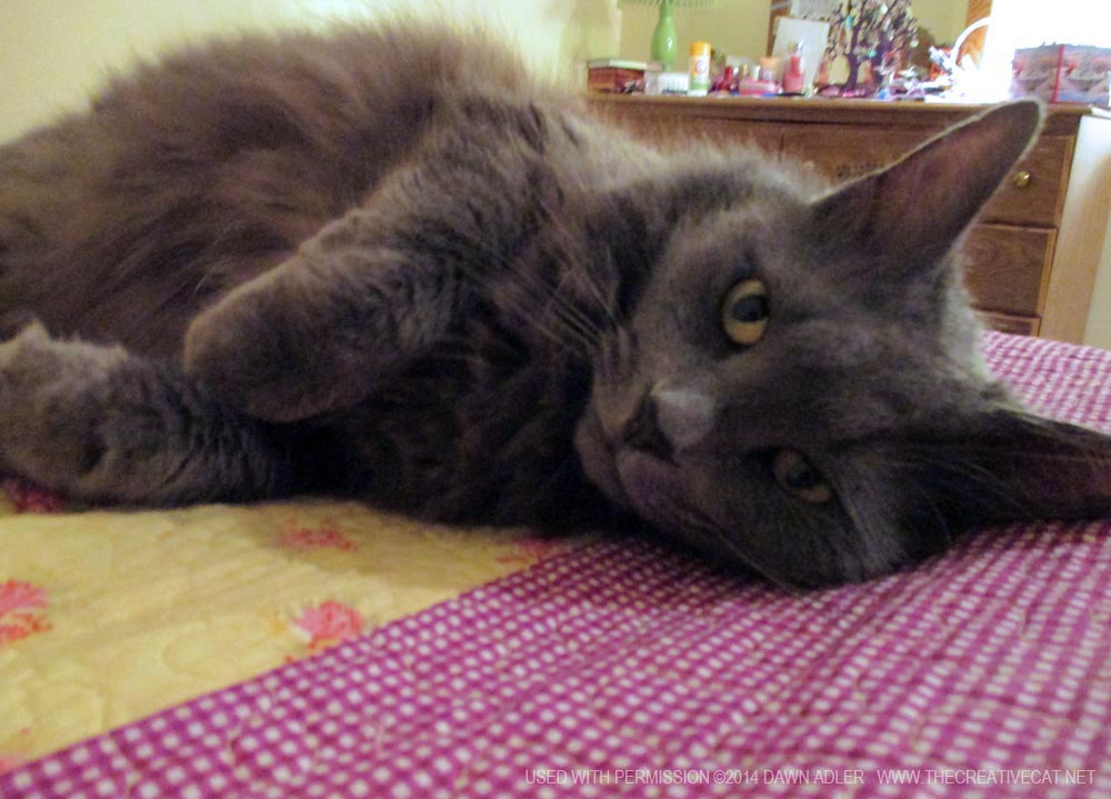 log-haired gray cat