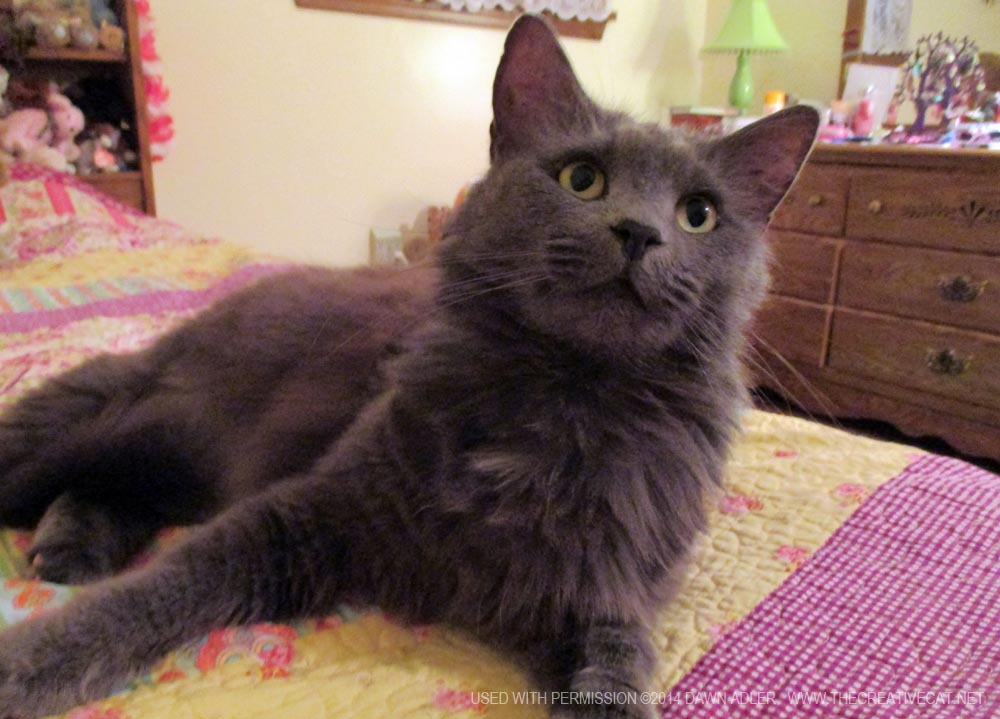 long-haired gray cat