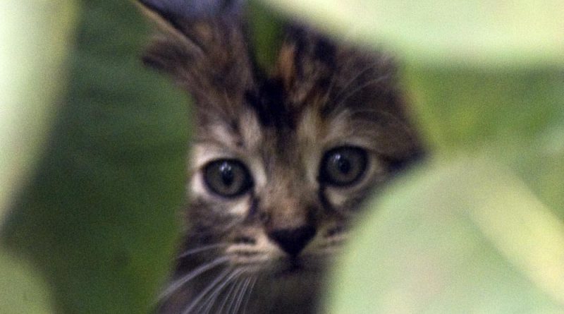 kitten in brush