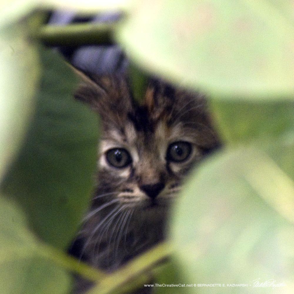 kitten in brush