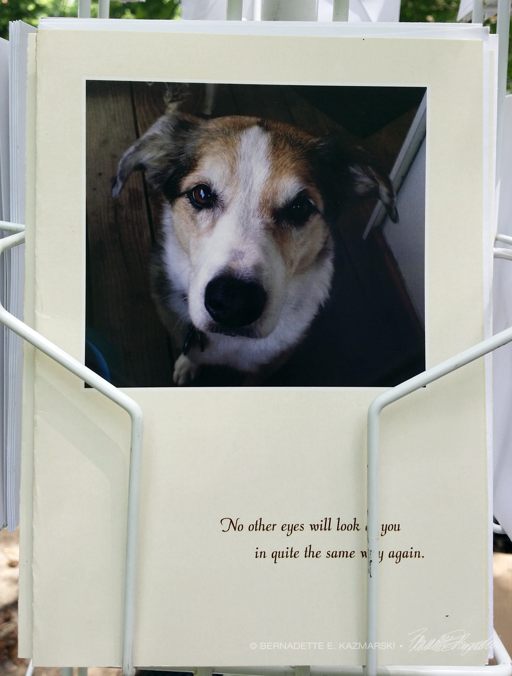 animal sympathy card.