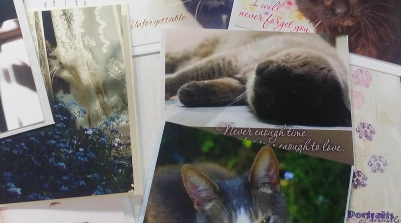 Some newer cards and ones adopted into the sympathy collection. new animal sympathy cards