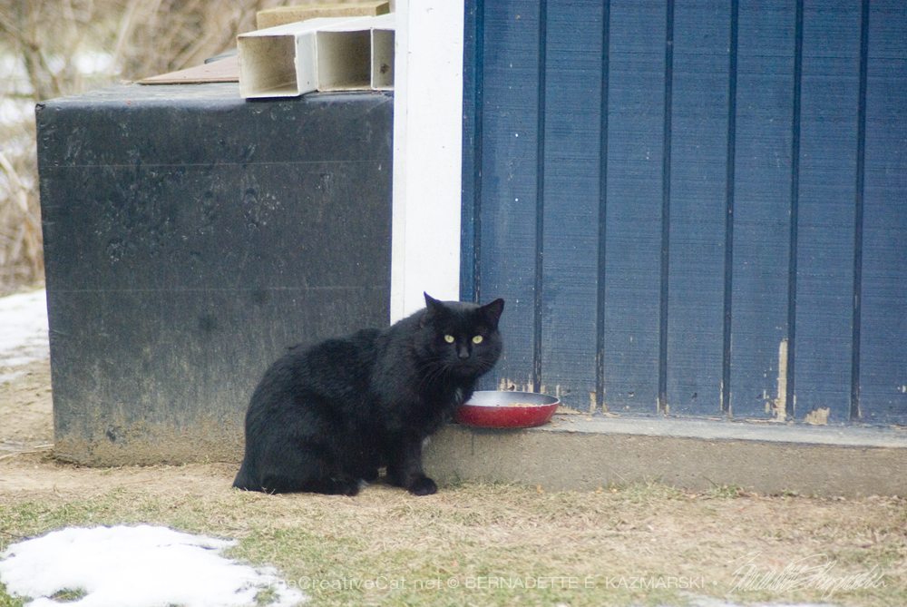 black cat eating outdoors