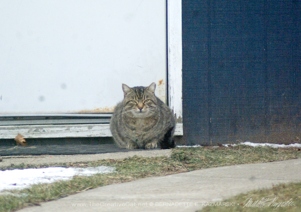 tabby cat outdoors