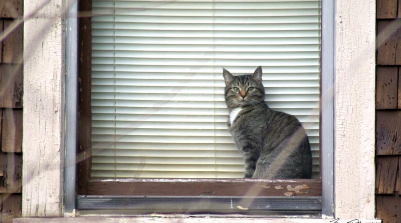 tabby cat in window