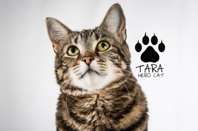 Tara the Hero Cat, courtesy Organikat's LA Feline Film Festival.