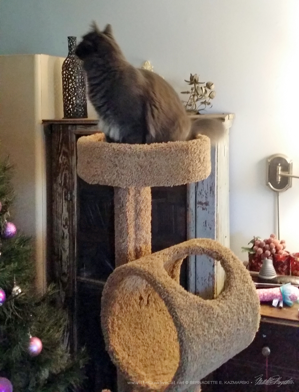 Teddy discovers the cat tree and the Christmas tree.