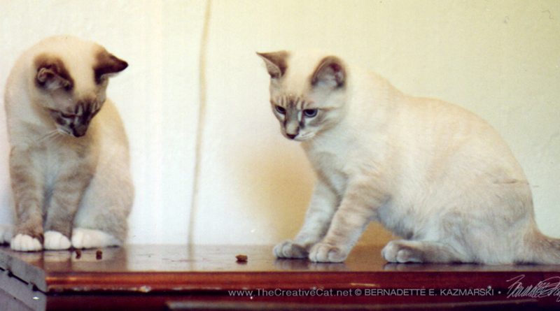 Two Tonkinese mix kittens?