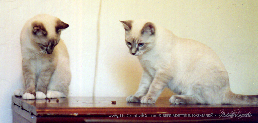 Tess's kittens, who looked like Tonkinese cats.