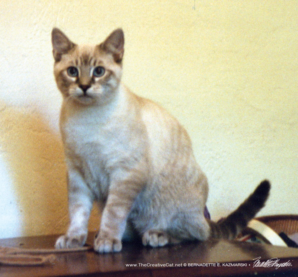 The smaller boy, who looked like a Tonkinese to me.