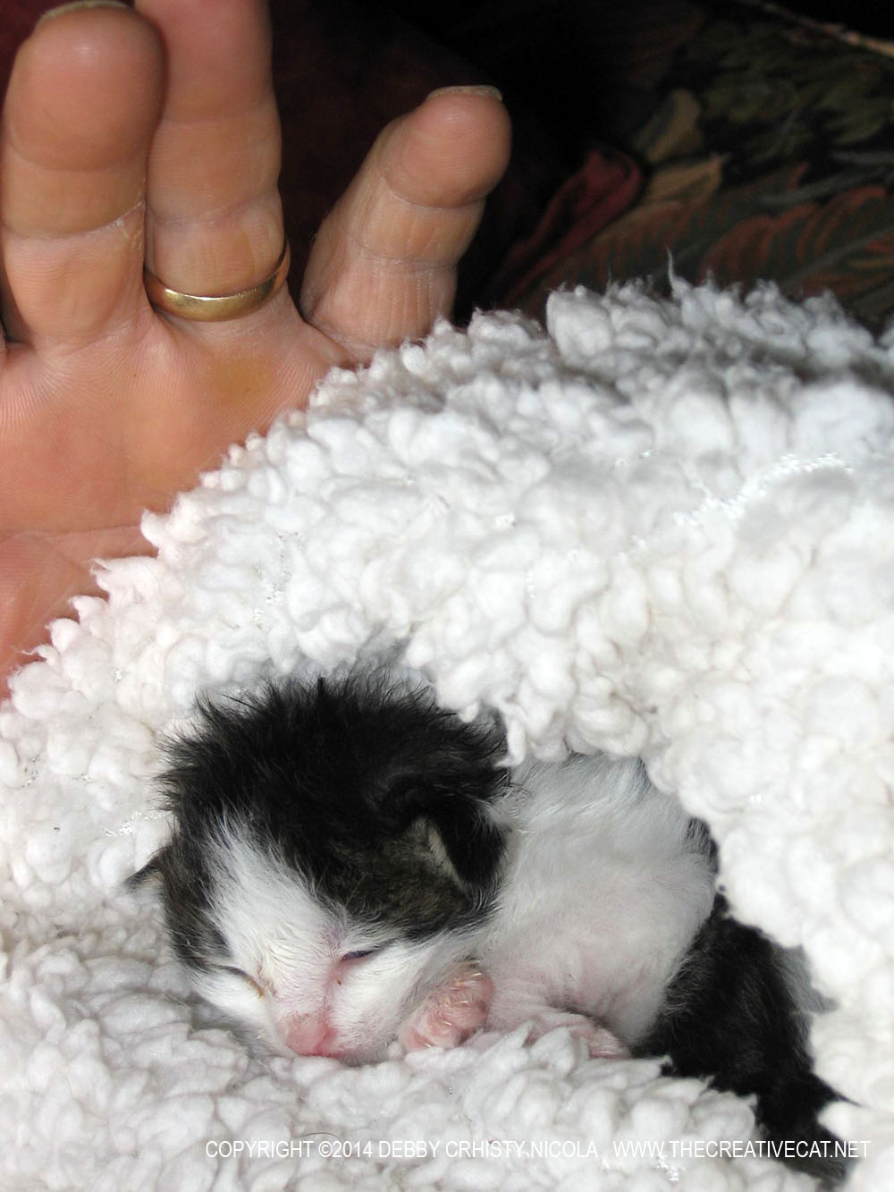 tux kitten in fleece