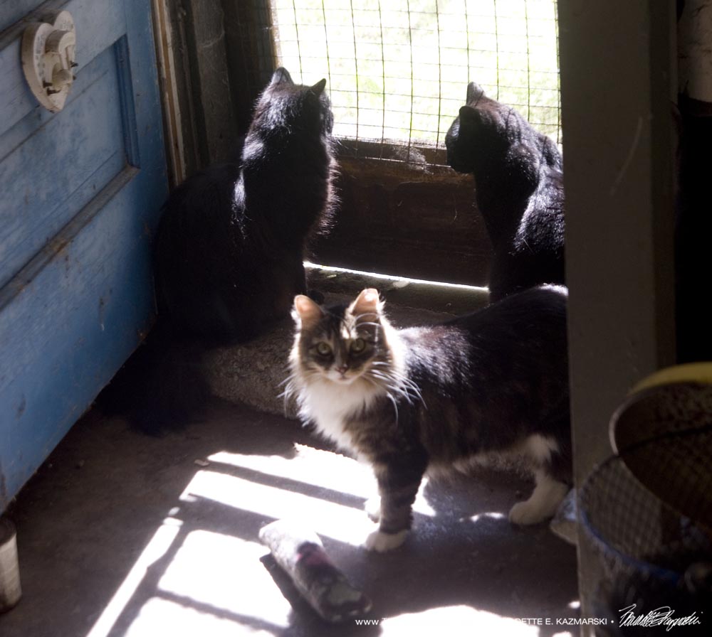 three cats at sunny door