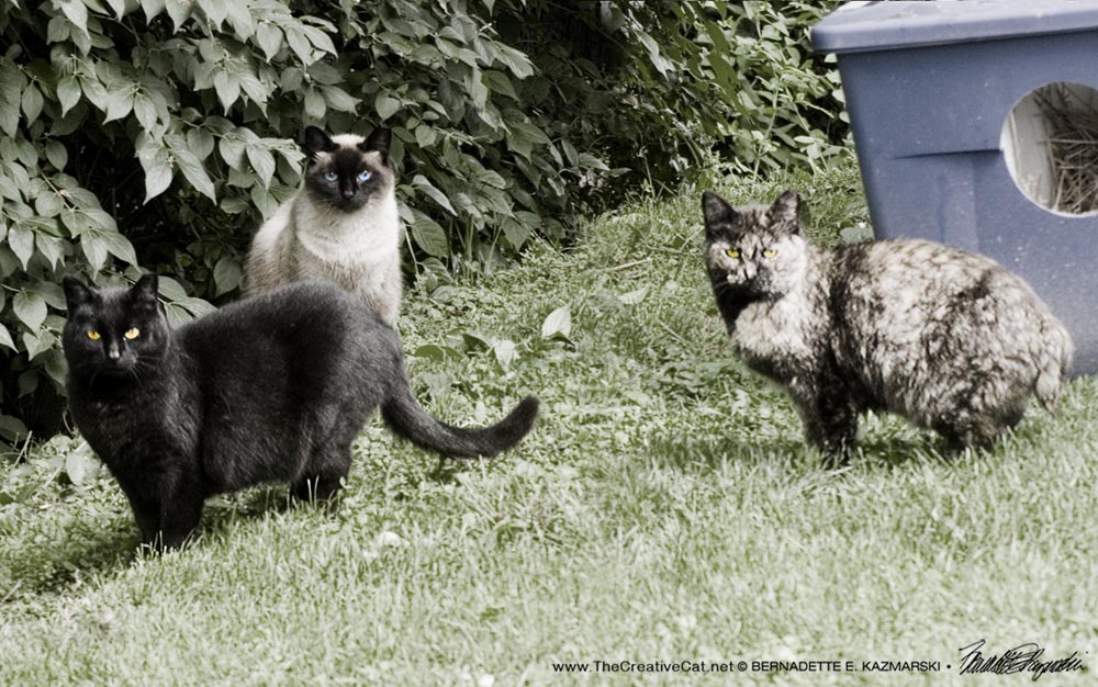 three feral cats