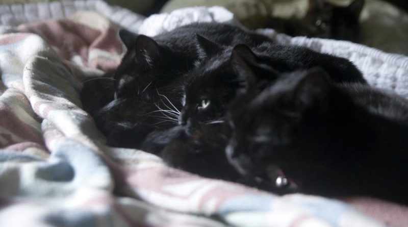 three black cats and one tortie lined up for napping