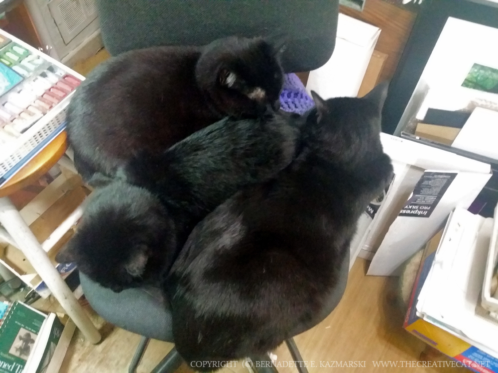 And Mewsette, Giuseppe and Jelly Bean cover my chair in the studio making sure I don't sit down and therefore I do get the work done.
