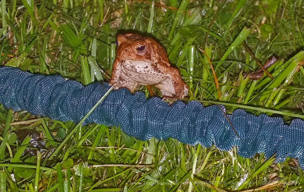 A little toad.