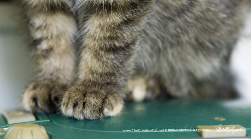 And I have some marbled toes. I'm a torbie.