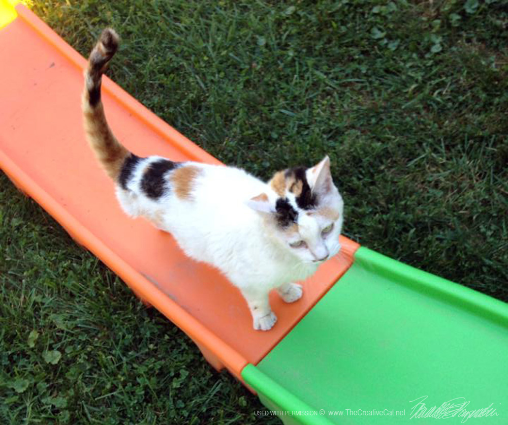 calico cat on slide